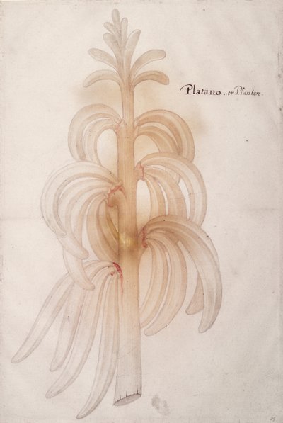 Plantain by John White